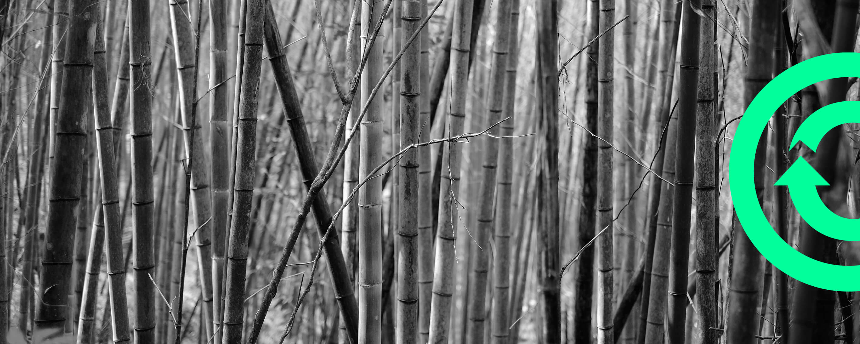 Bamboo