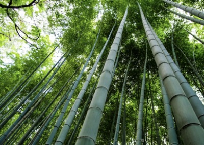 Bamboo
